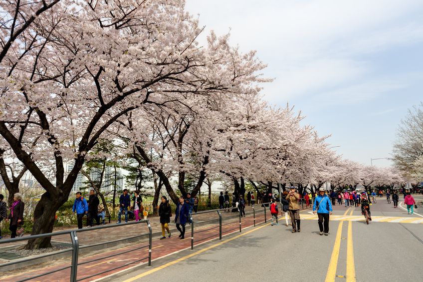 seoul-spring
