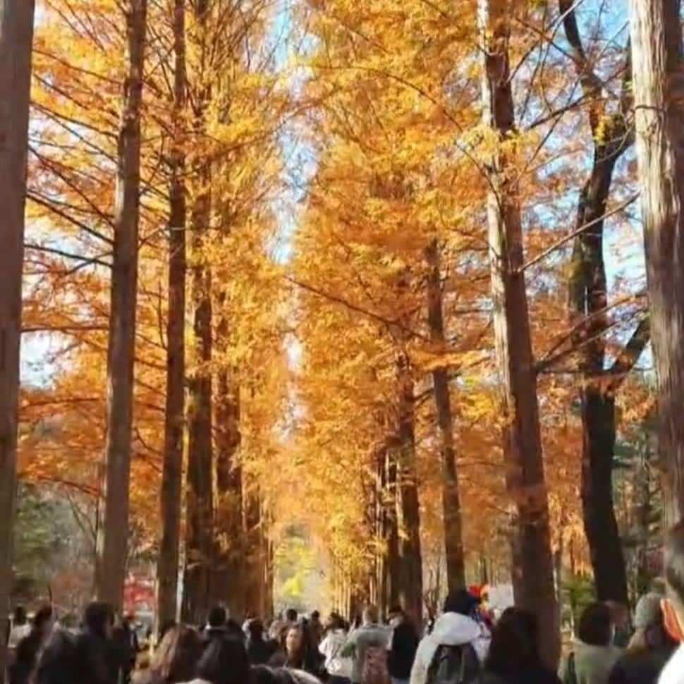 Nami Island Go Go Hanguk