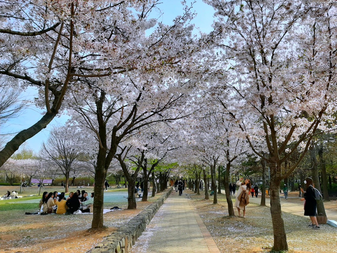 Fiori Di Ciliegio In Corea Go Go Hanguk
