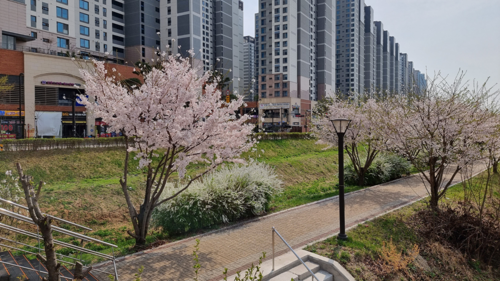 Cherry blossoms trees