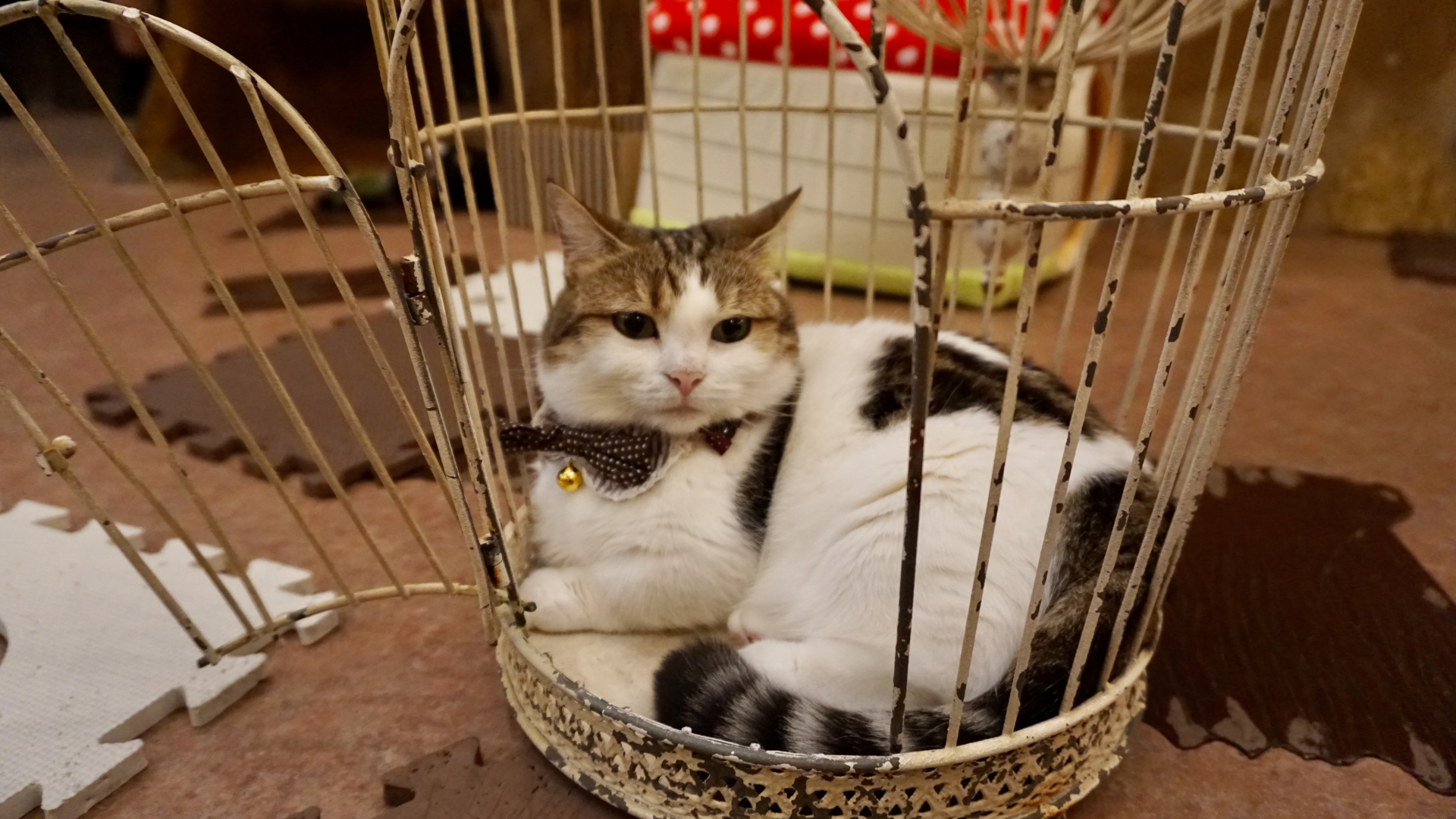 5 important steps on how to bring a pet to Korea