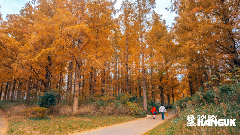 Immagine di un sentiero autunnale con foglie arancioni e due persone che camminano portando a spasso il cane