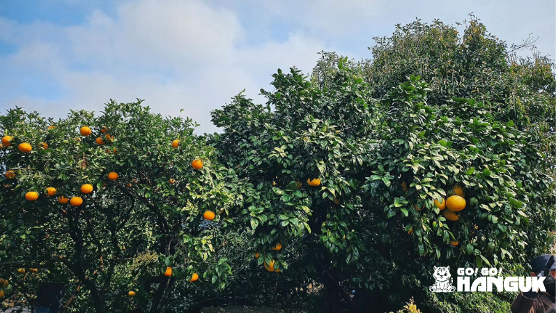 Mandarin tree